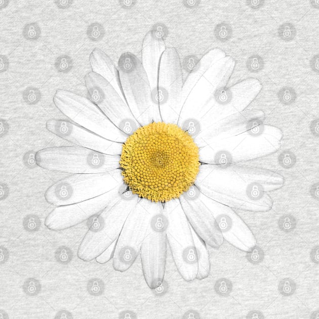 White Marguerite Daisy Flower by FAROSSTUDIO